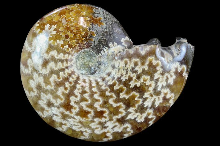 Polished, Agatized Ammonite (Cleoniceras) - Madagascar #117401